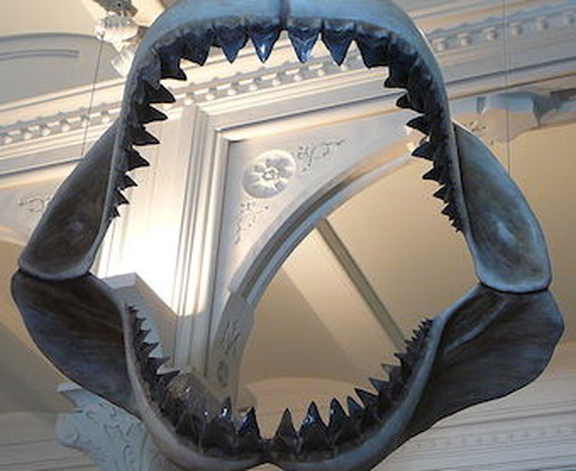 Megalodon