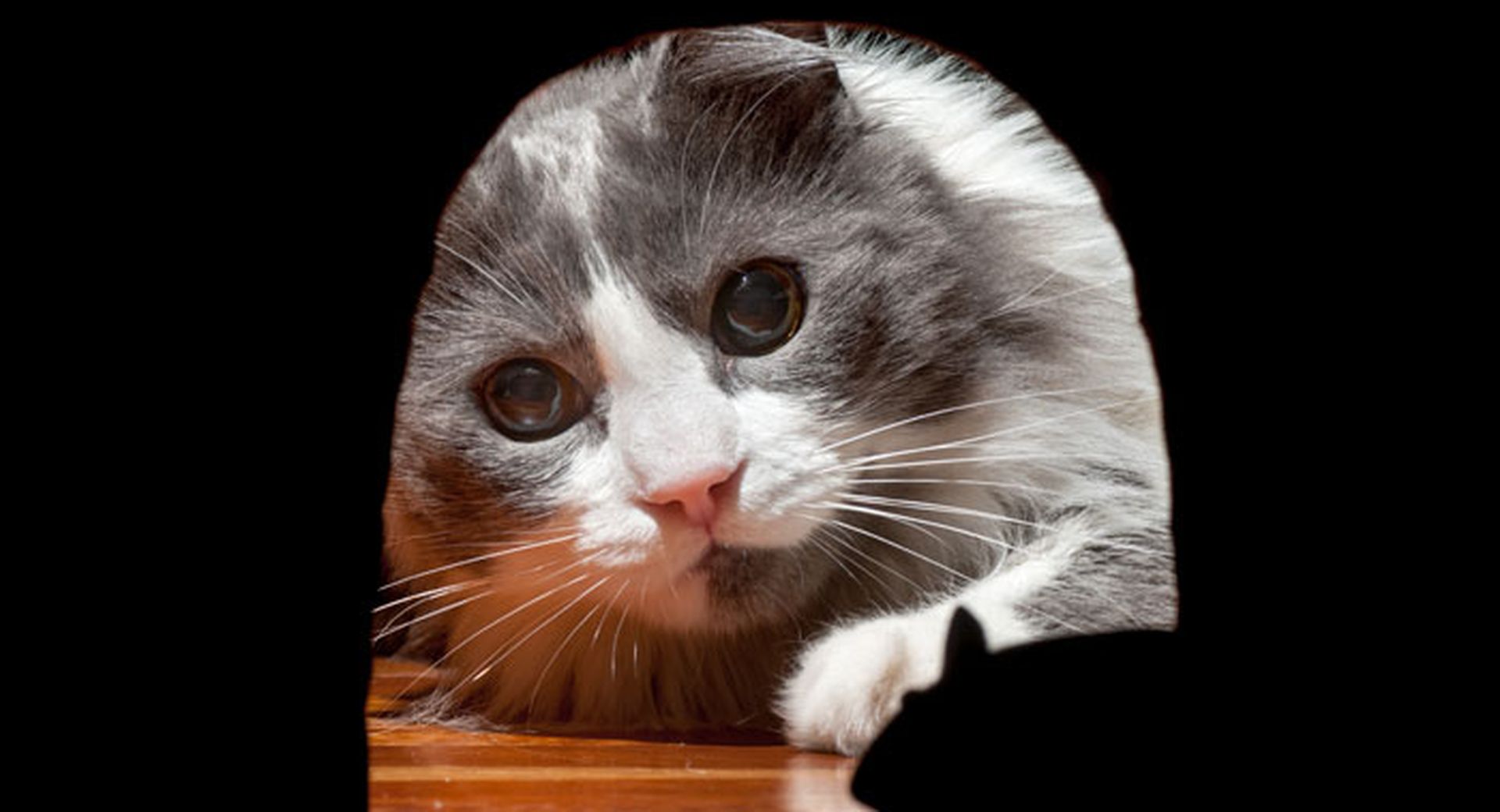 RAT-and-cat
