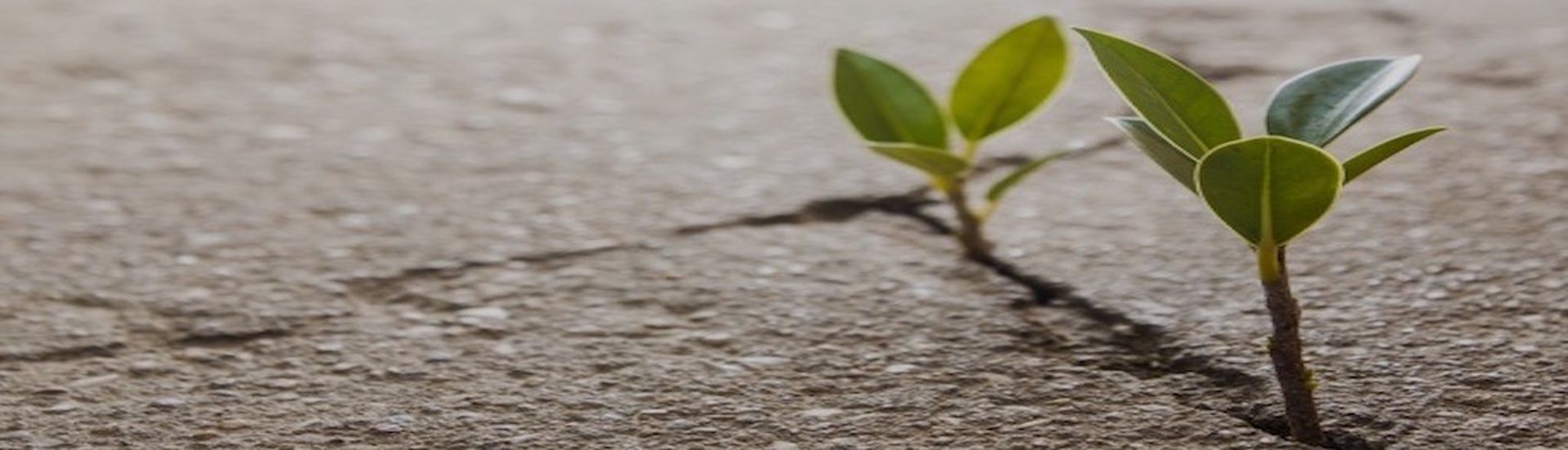 weed growing through crack in concrete pavement