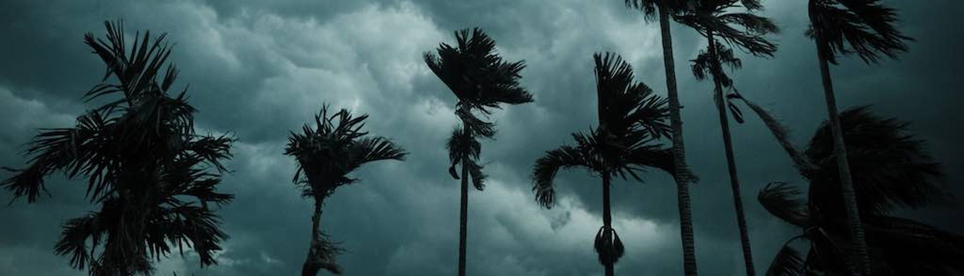 Thick dark black heavy storm clouds covered summer sunset sky horizon. Gale speed wind blowing over blurry coconut palm tree before Norwesters Kalbaishakhi Bordoisila thunderstorm torrential rain.