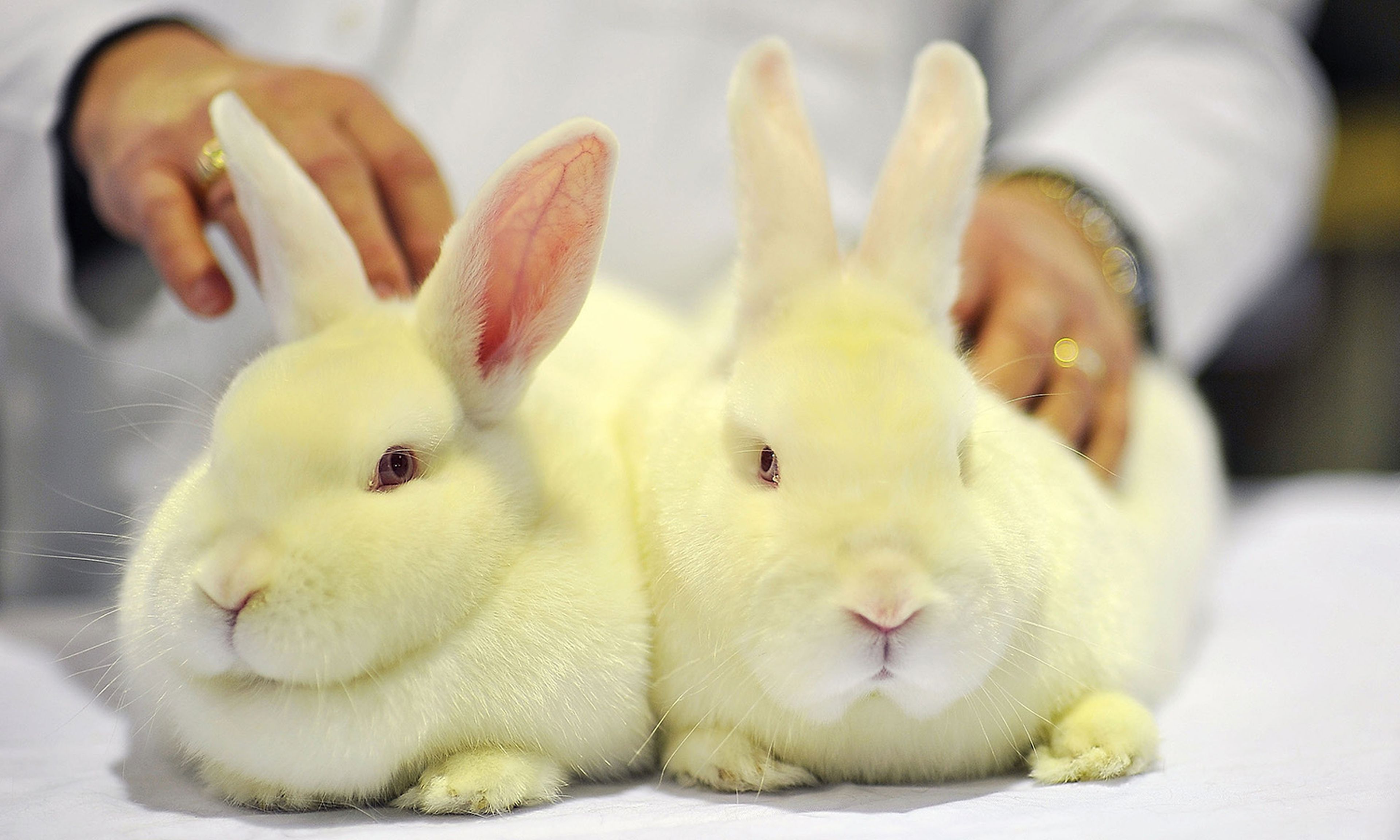 Researchers are calling a new strain of ransomware that targeted a U.S. bank last week &#8220;White Rabbit.&#8221; Pictured: White rabbits are judged on Jan. 28, 2012, in Harrogate, England. (Photo by Bethany Clarke/Getty Images)