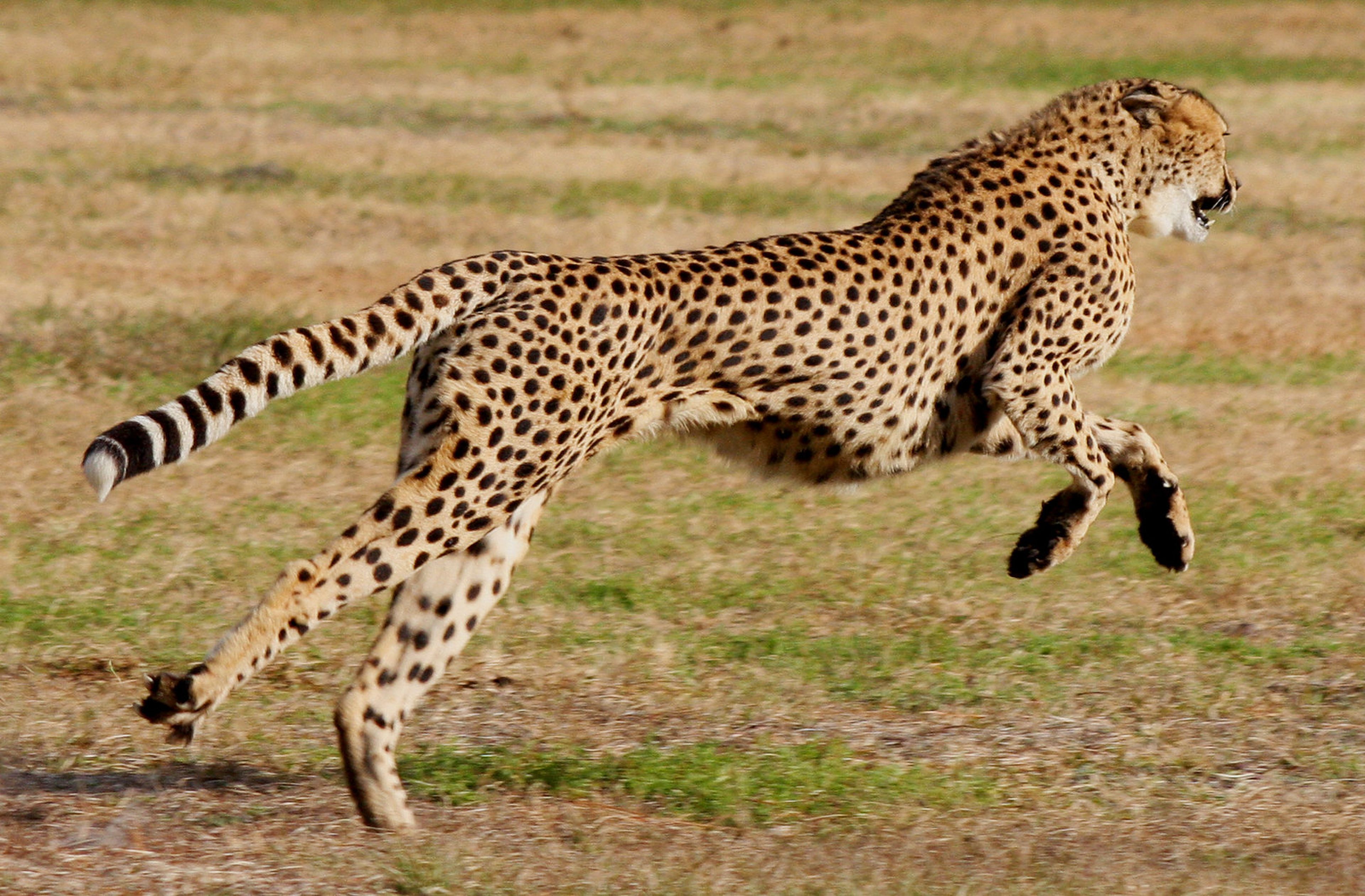 Ransomware takes about 42 minutes to complete running, according to a new report by Splunk. (&#8220;Cheetah Run 4&#8221; by Kauai Color is marked with CC BY-NC-ND 2.0.)