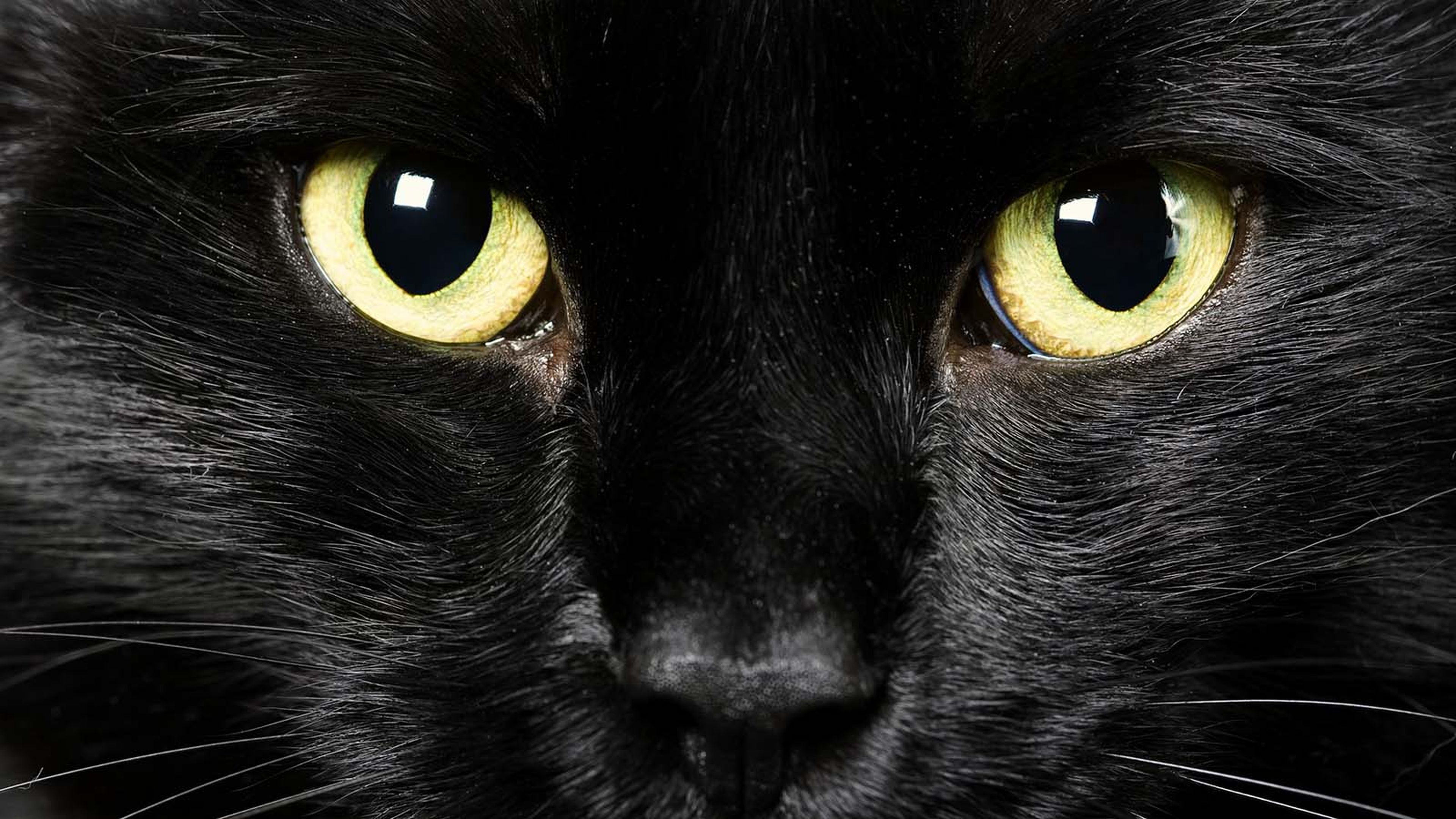 A close-up of cat eyes, black cat